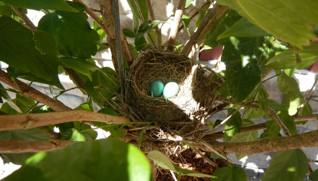 June at Hillier Creek!