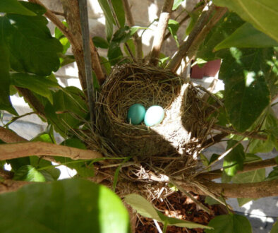 June at Hillier Creek!